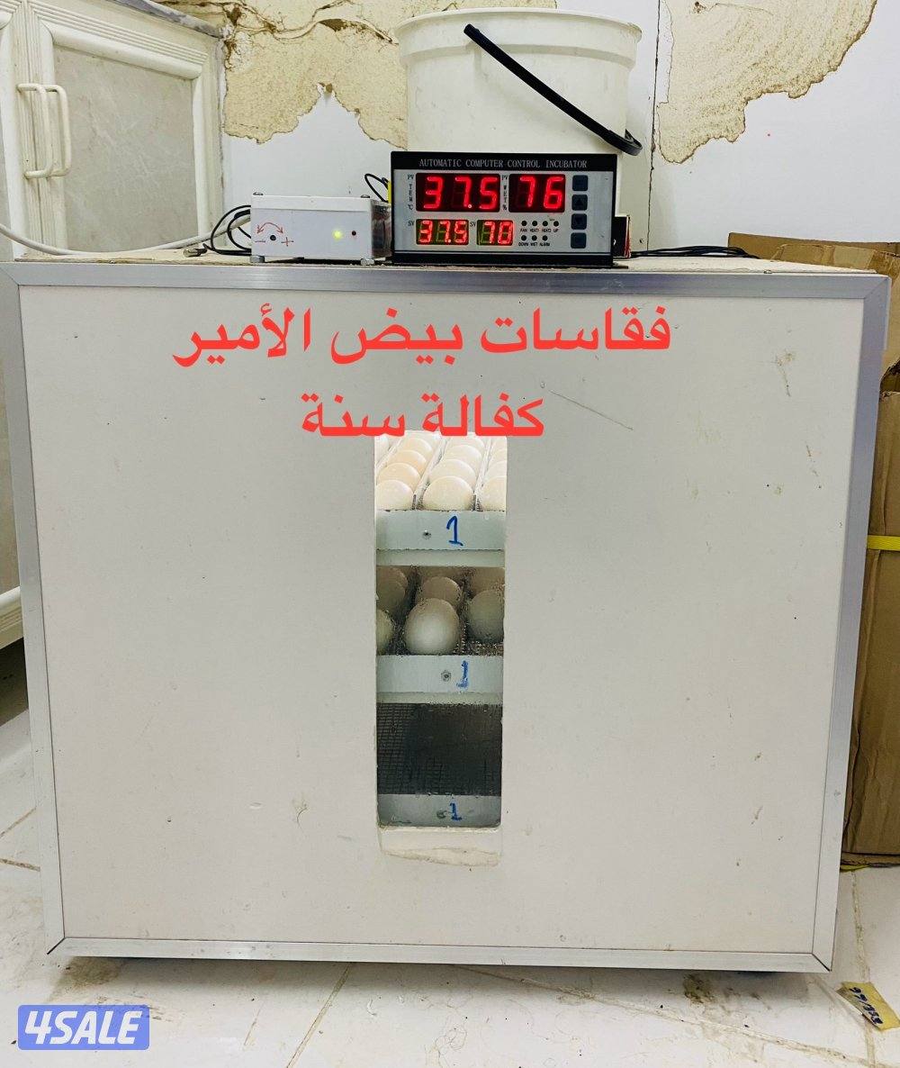 للبيع حمام ( زاجل / باكستاني / لوت ) + فقاسات بيض (بيع وتصليح وصيانة)6