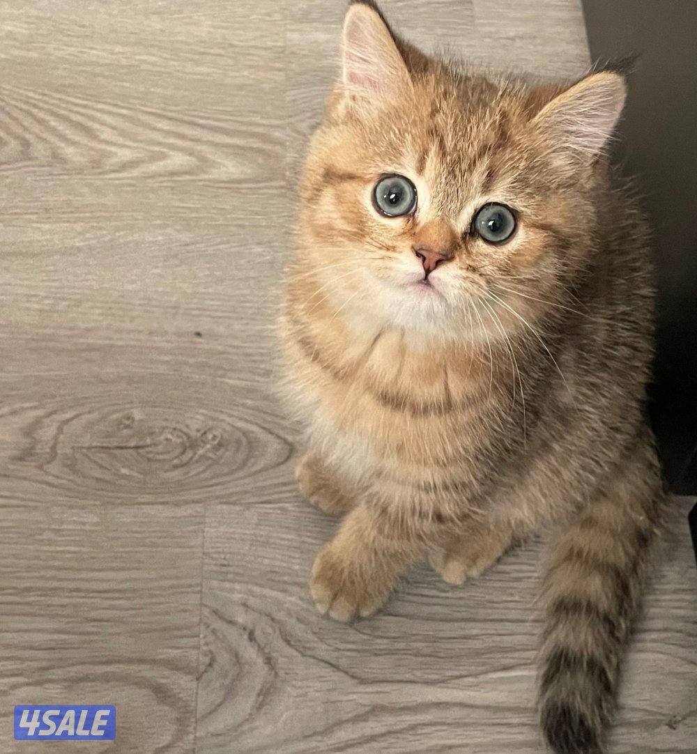 سكوتش فولد2