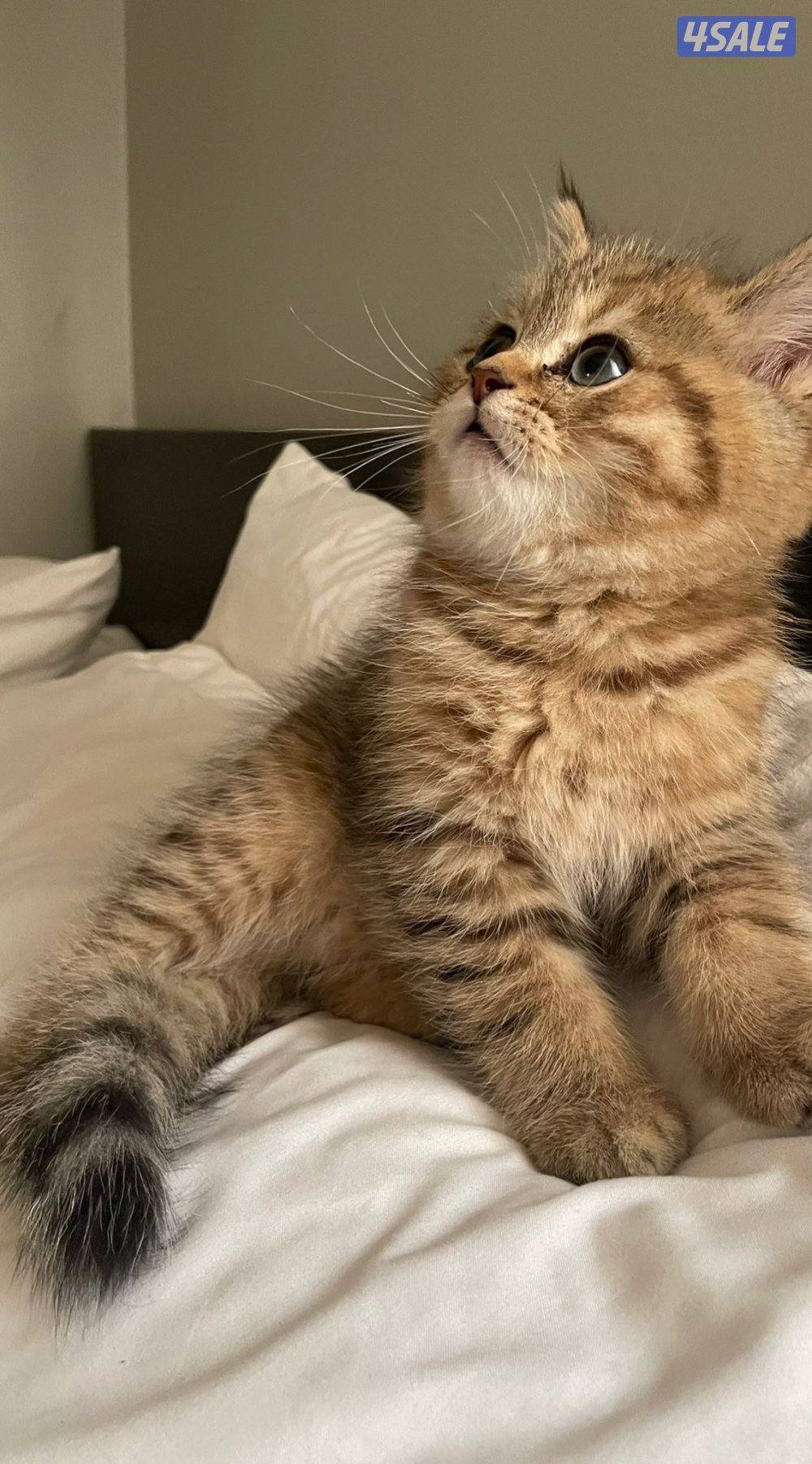 سكوتش فولد3