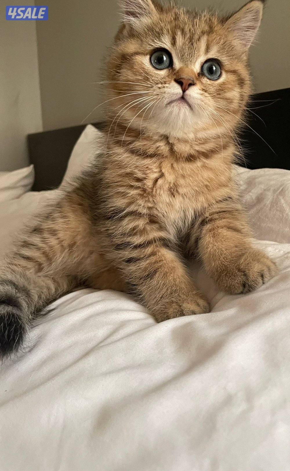 سكوتش فولد4