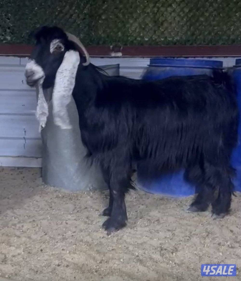 معزا عوارض ربش 7 مع مع التيس0