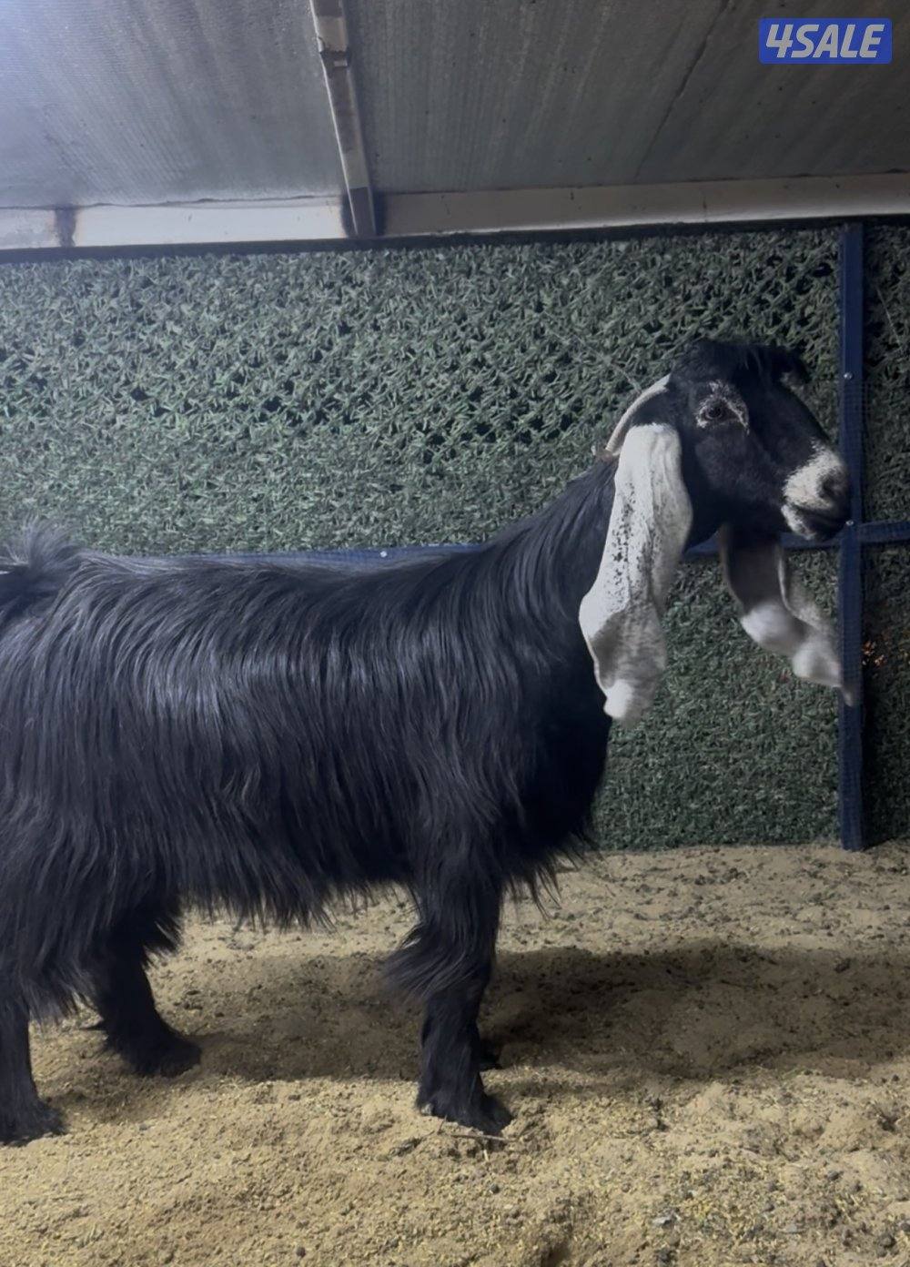 معزا عوارض ربش 7 مع مع التيس2