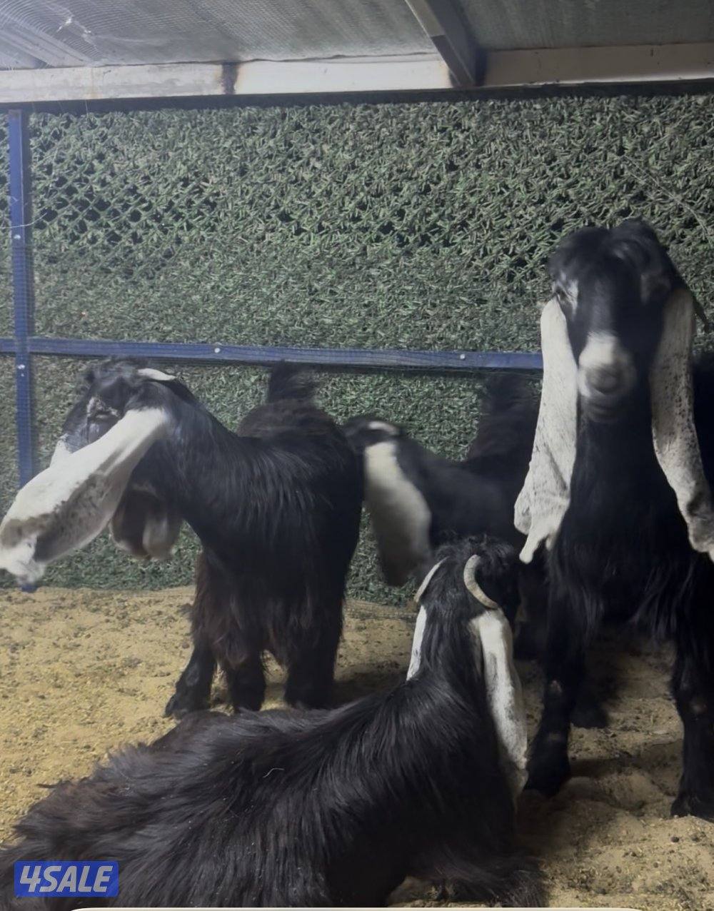 معزا عوارض ربش 7 مع مع التيس4