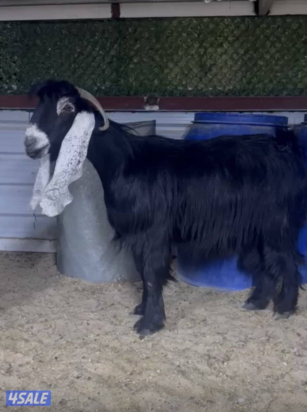 معزا عوارض ربش 7 مع مع التيس3