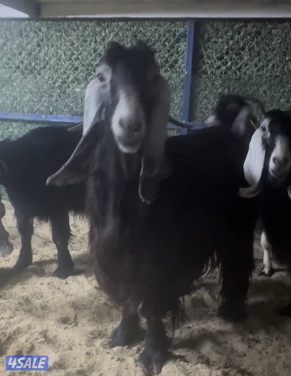 معزا عوارض ربش 7 مع مع التيس5