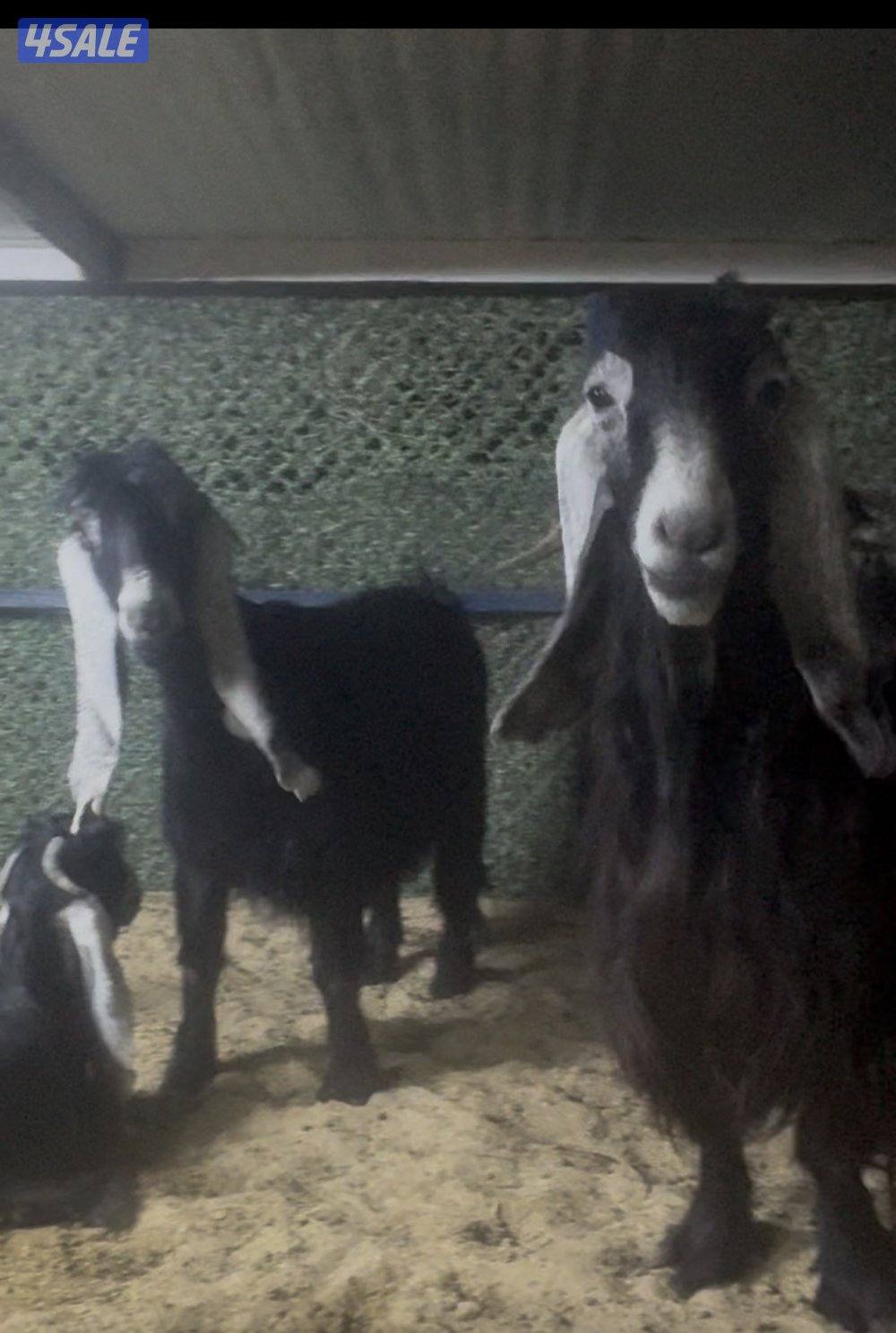 معزا عوارض ربش 7 مع مع التيس7