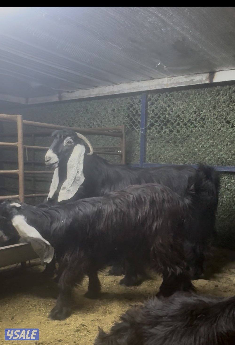 معزا عوارض ربش 7 مع مع التيس8