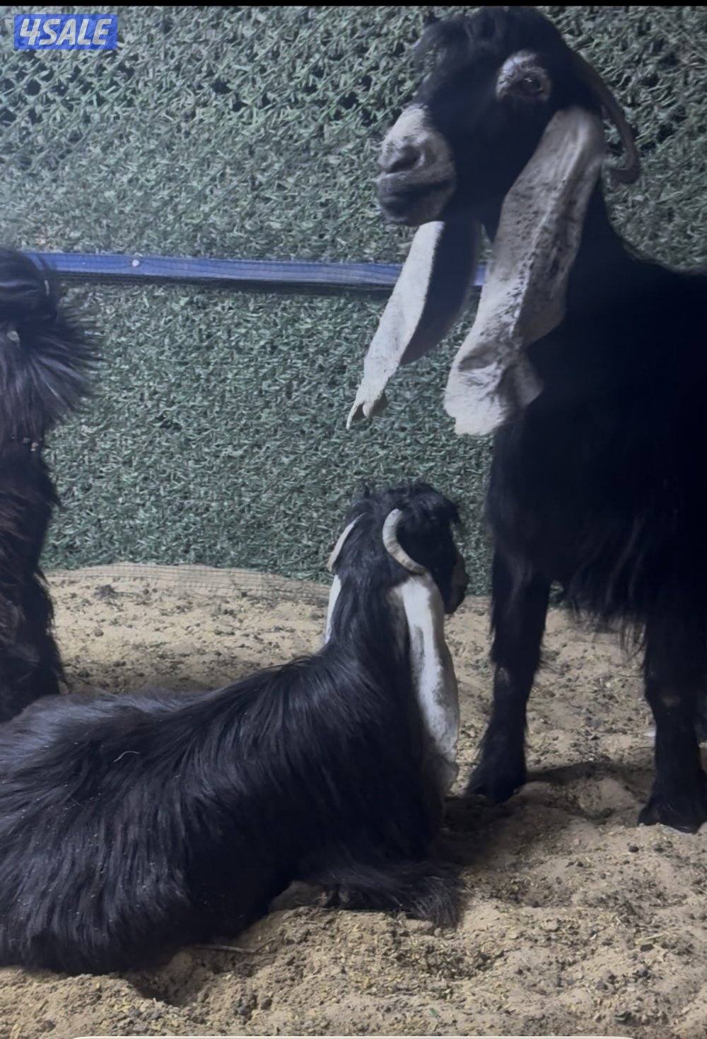 معزا عوارض ربش 7 مع مع التيس9