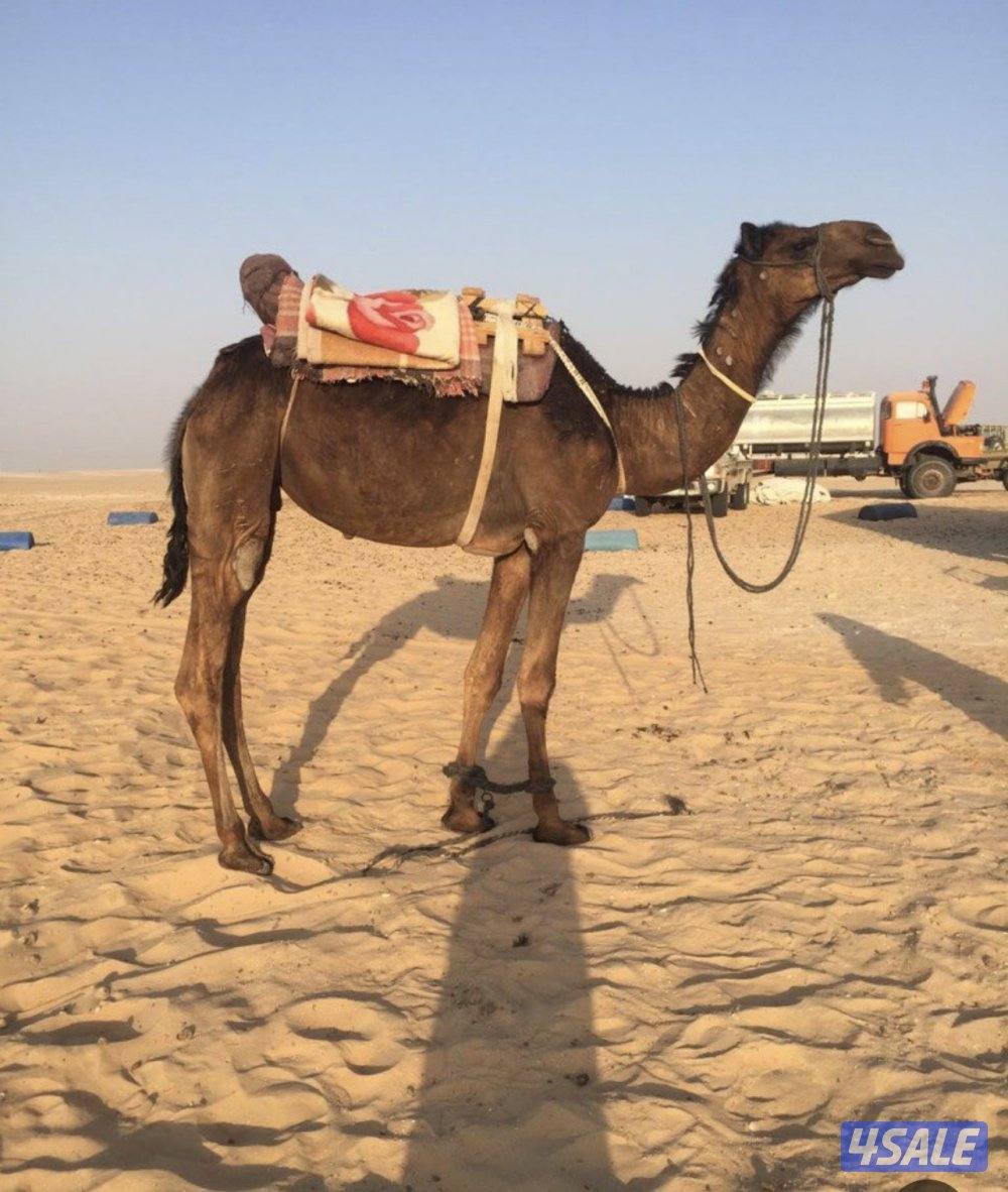 مطلوب رحول قليصة0