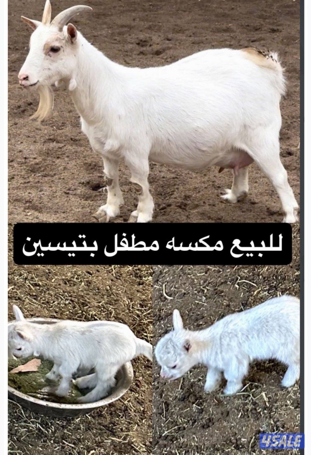 جيكيه مطفل بتوم بيض1