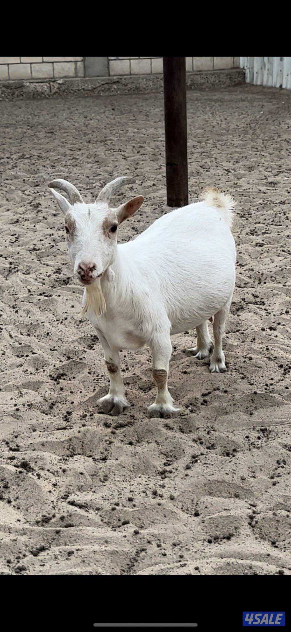 جيكيه مطفل بتوم بيض2