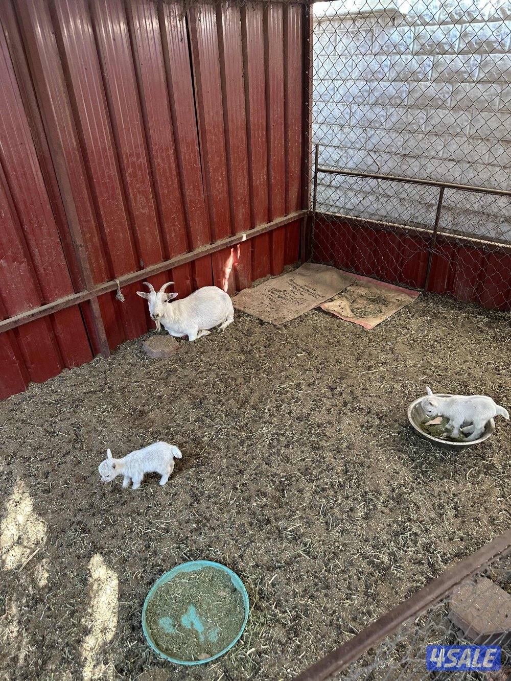 جيكيه مطفل بتوم بيض3