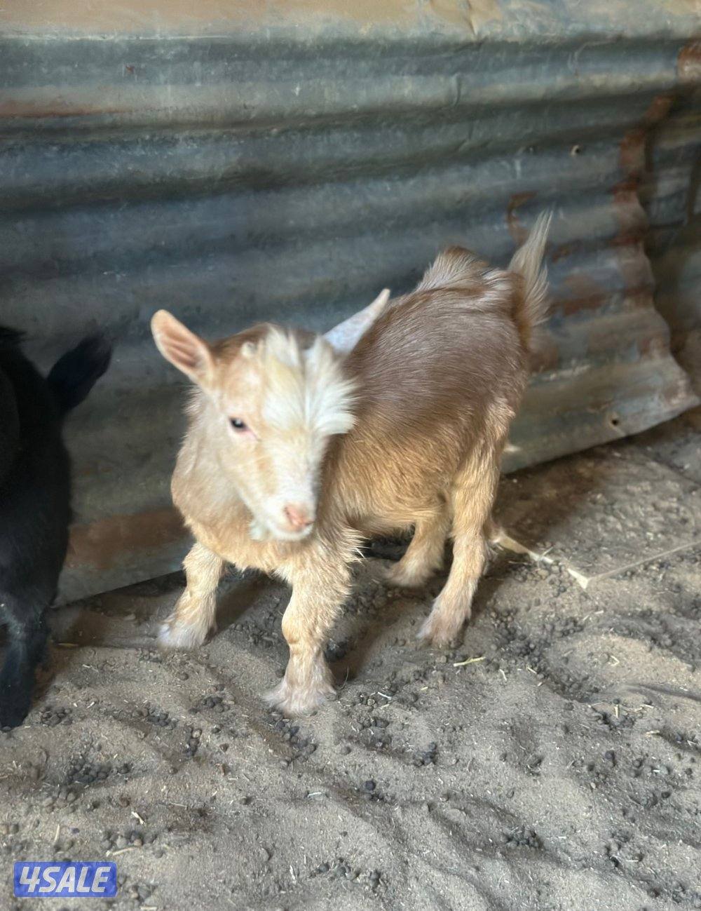 جيكيه مطفل بتوم بيض4