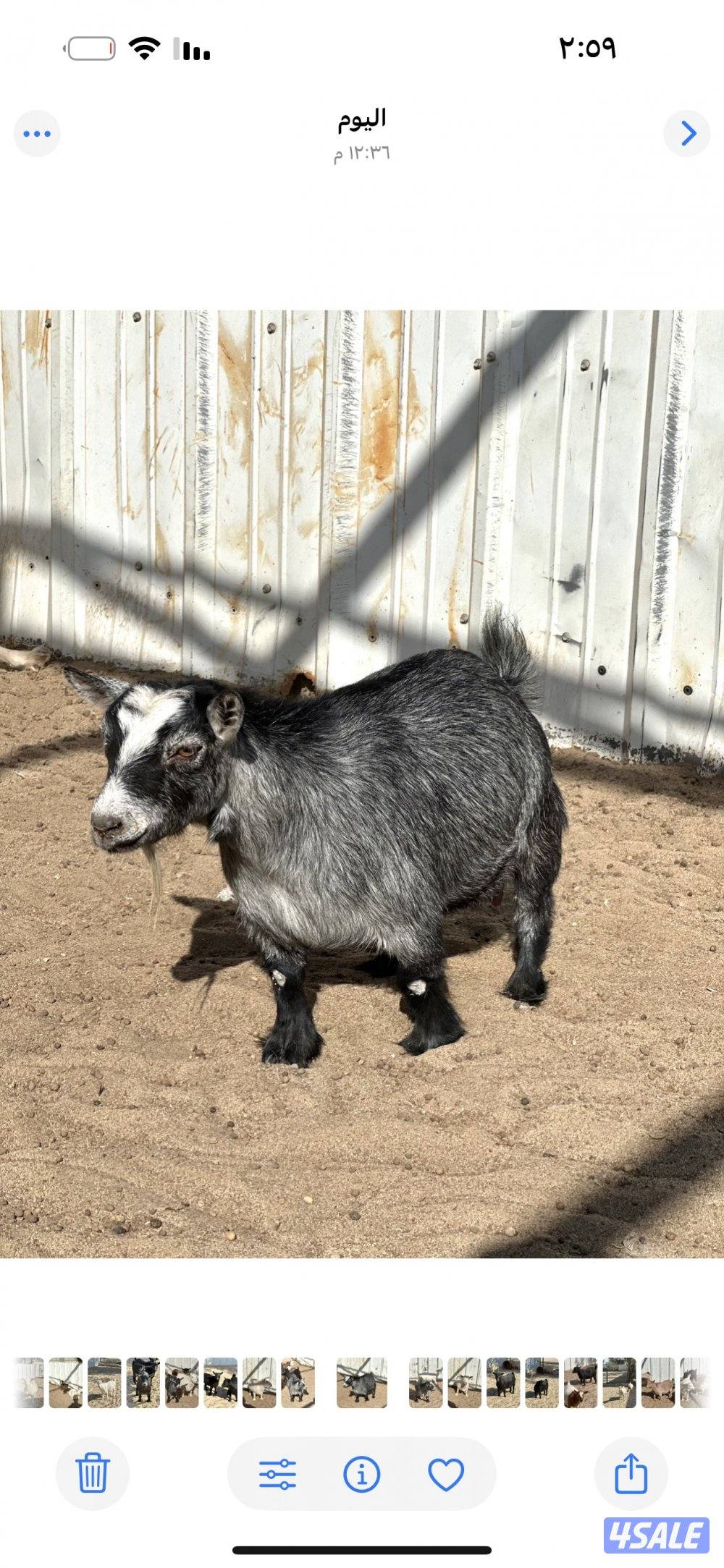 جيكيه مطفل بتوم بيض5