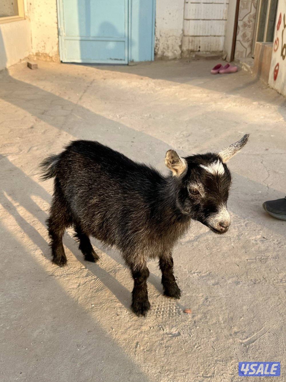 جيكيه مطفل بتوم بيض6