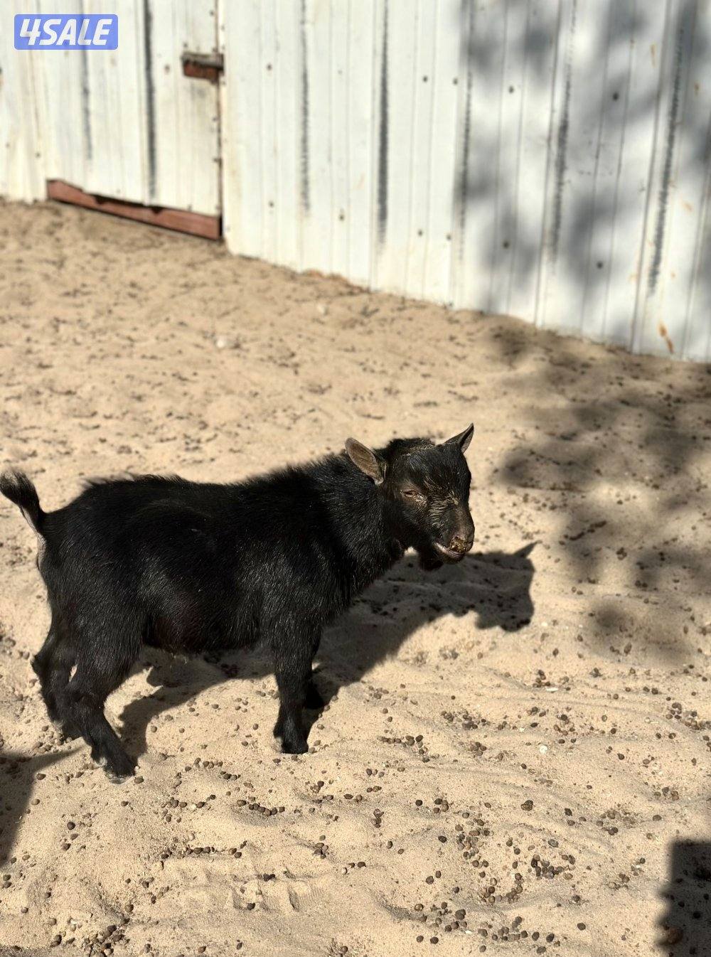 جيكيه مطفل بتوم بيض7