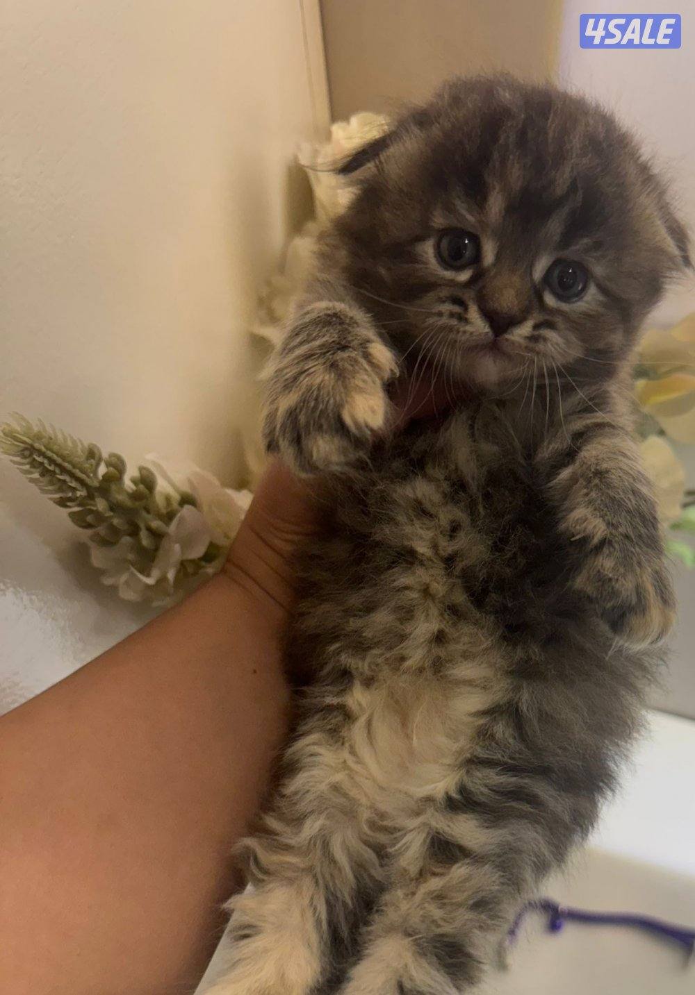 سكوتش فولد5