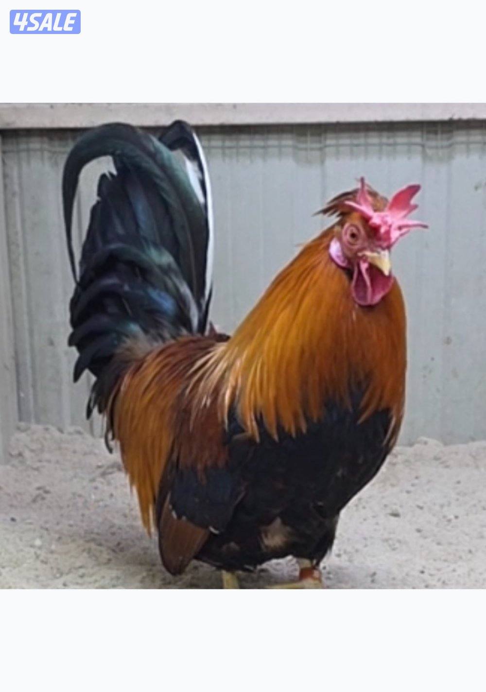 مطلوب ربع جاخور ١٥٠0