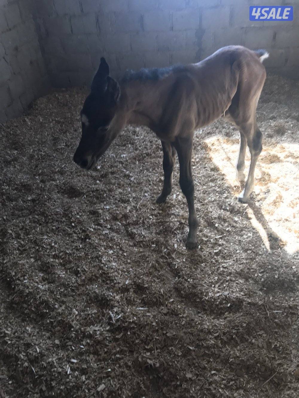 للبيع مجموعة خيل عربية اصيلة0