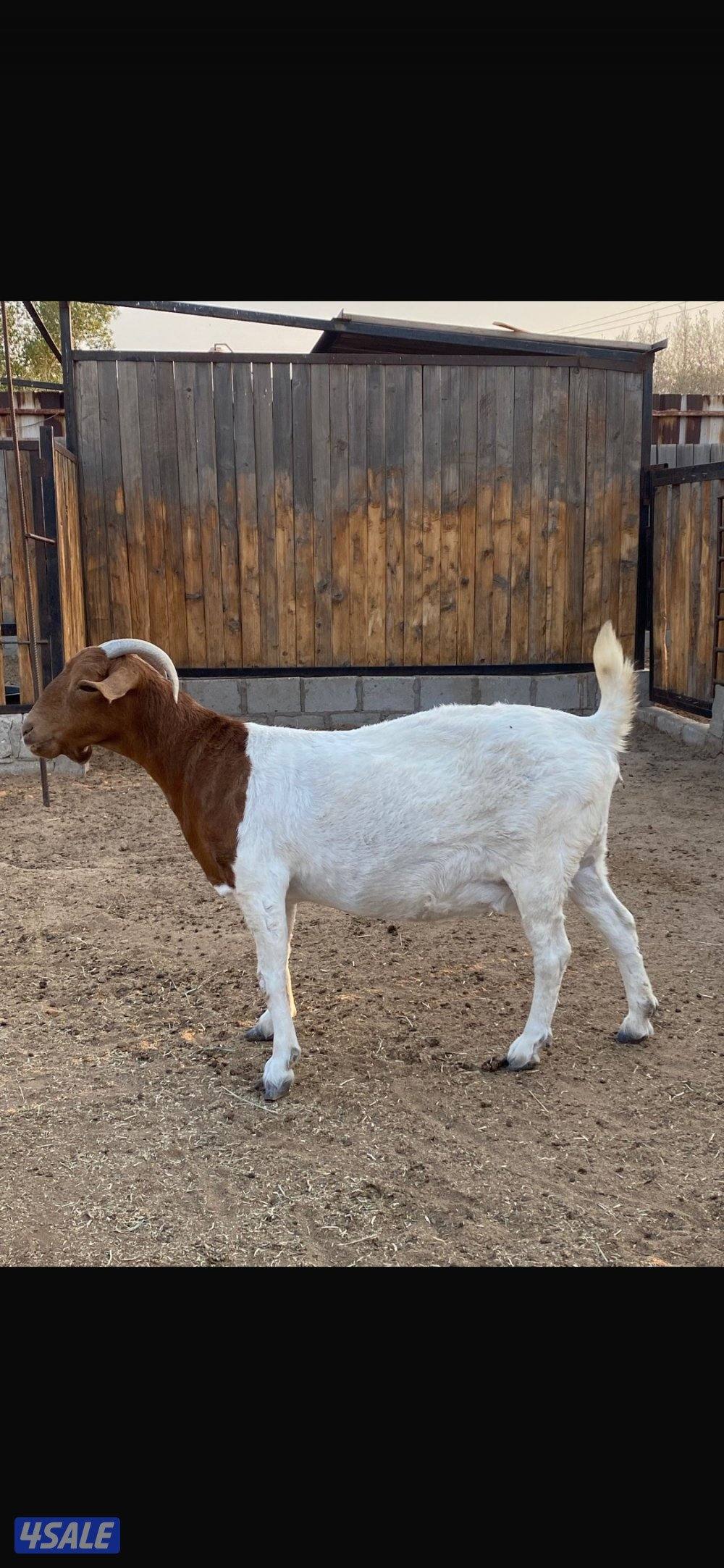 للبيع ماعز البورقوت الافريقي الاصلي مضرع ((دافع )) .0