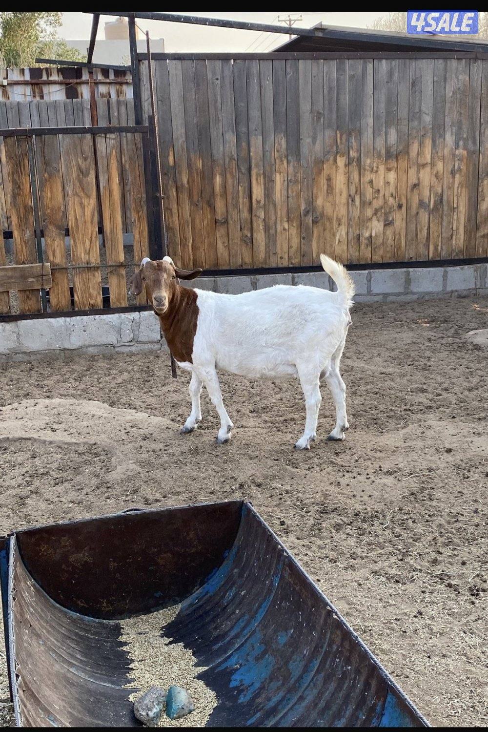 للبيع ماعز البورقوت الافريقي الاصلي مضرع ((دافع )) .1