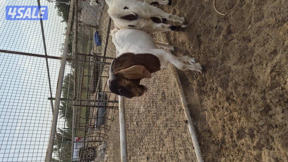 للبيع ماعز بورجوت ٢ جفرة + تيس للانتاج1