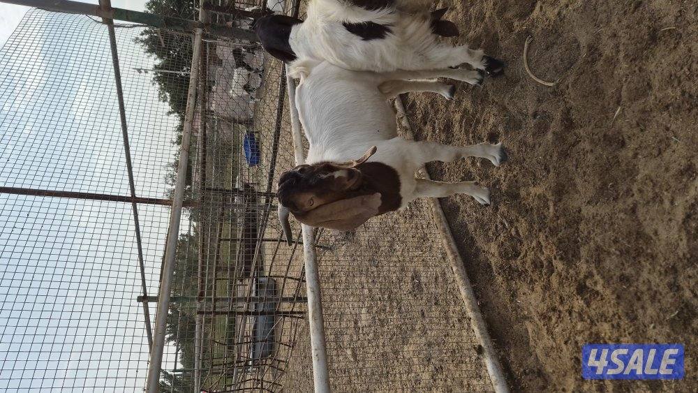 للبيع ماعز بورجوت ٢ جفرة + تيس للانتاج2