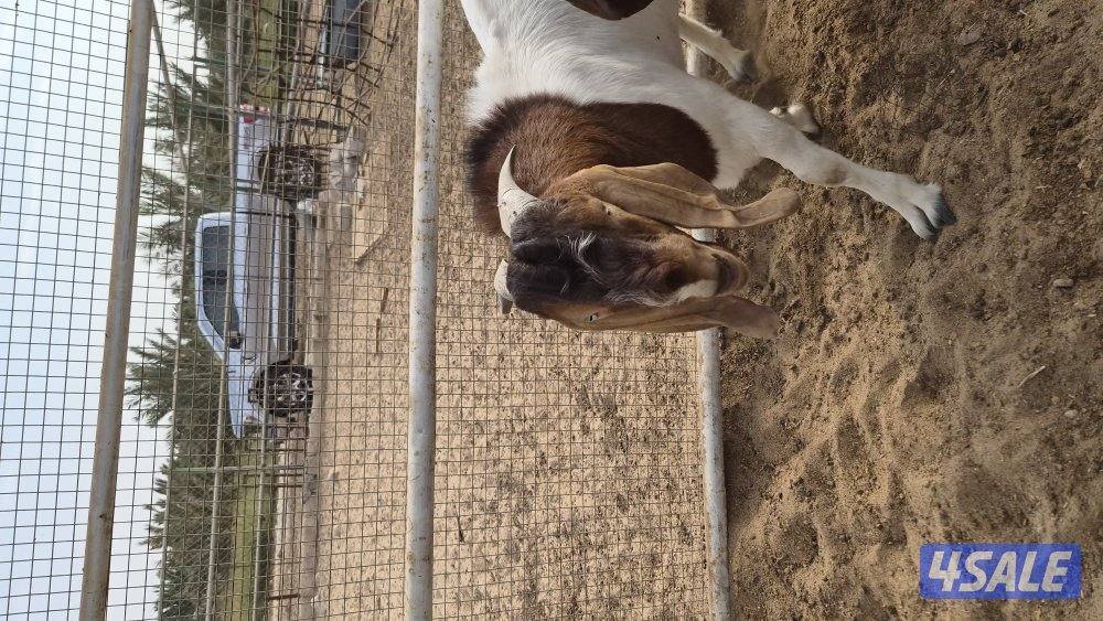 للبيع ماعز بورجوت ٢ جفرة + تيس للانتاج3