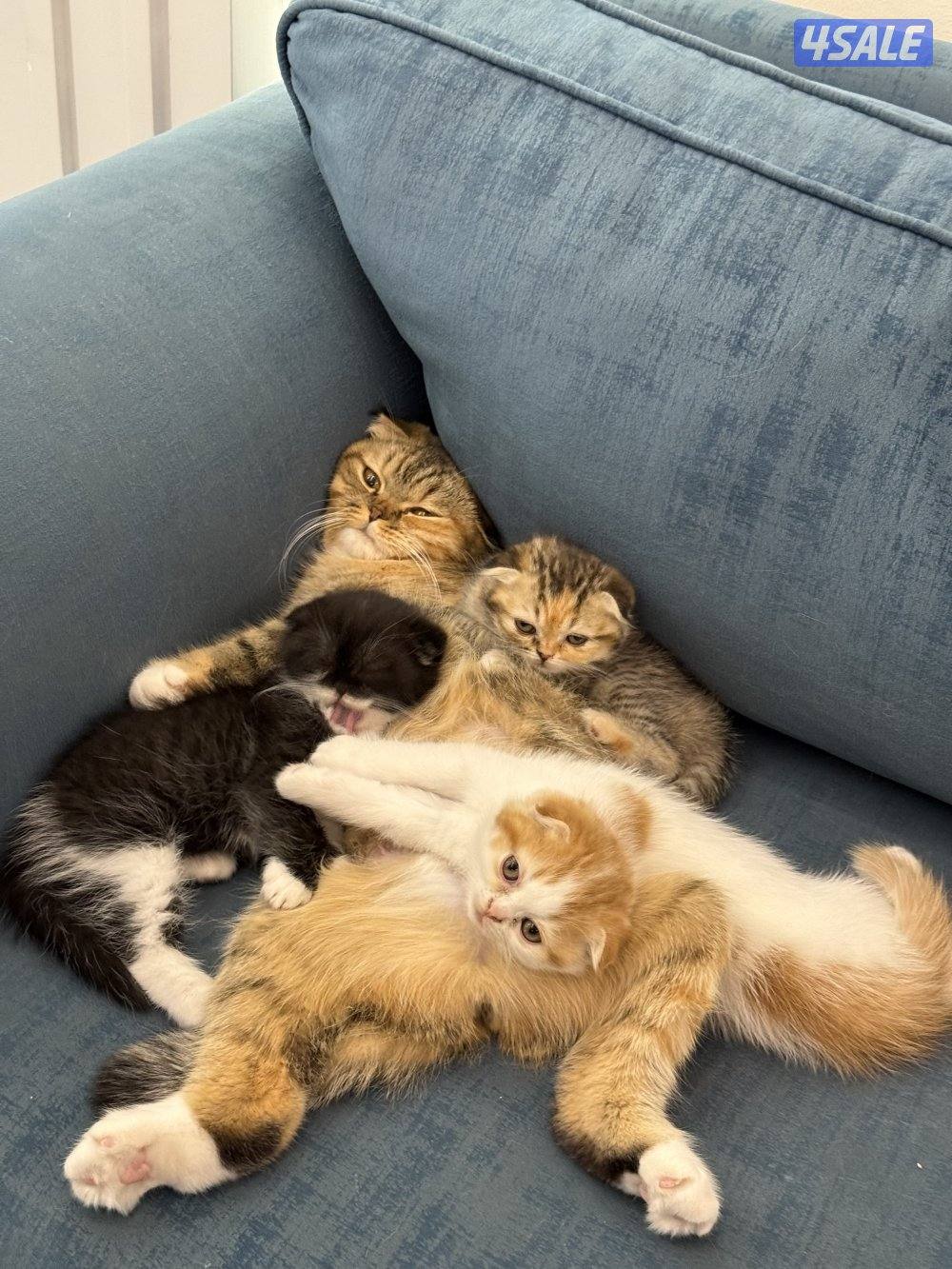 Missing cats. اللي انباعوا له او شافهم خيدش علي0