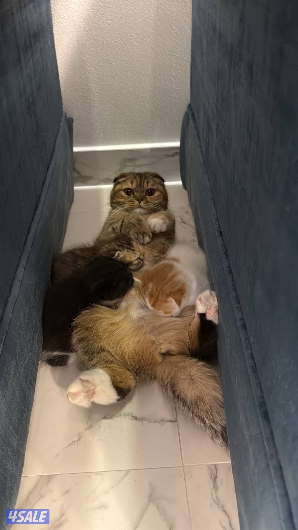 Missing cats. اللي انباعوا له او شافهم خيدش علي2