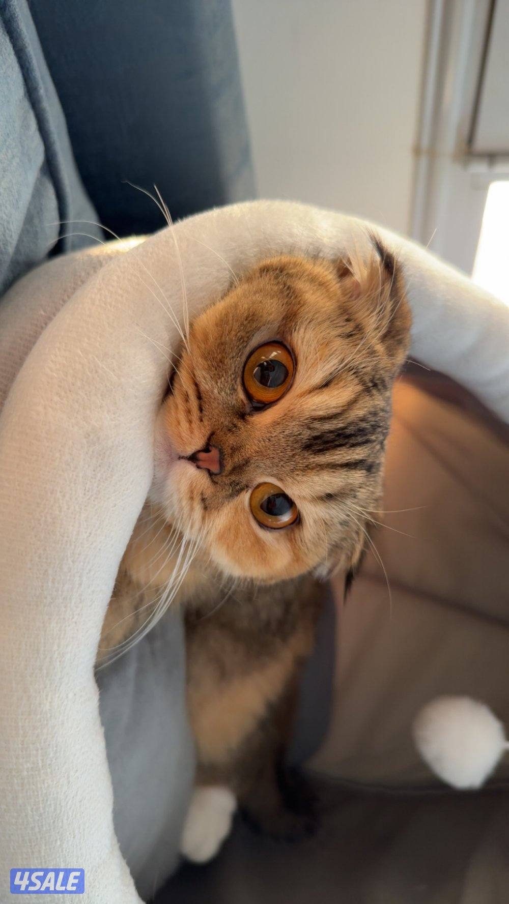 Missing cats. اللي انباعوا له او شافهم خيدش علي4