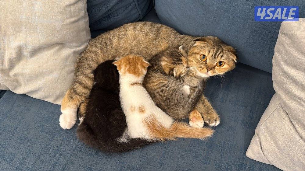 Missing cats. اللي انباعوا له او شافهم خيدش علي3