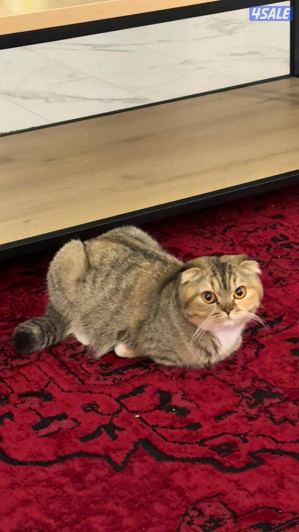 Missing cats. اللي انباعوا له او شافهم خيدش علي5