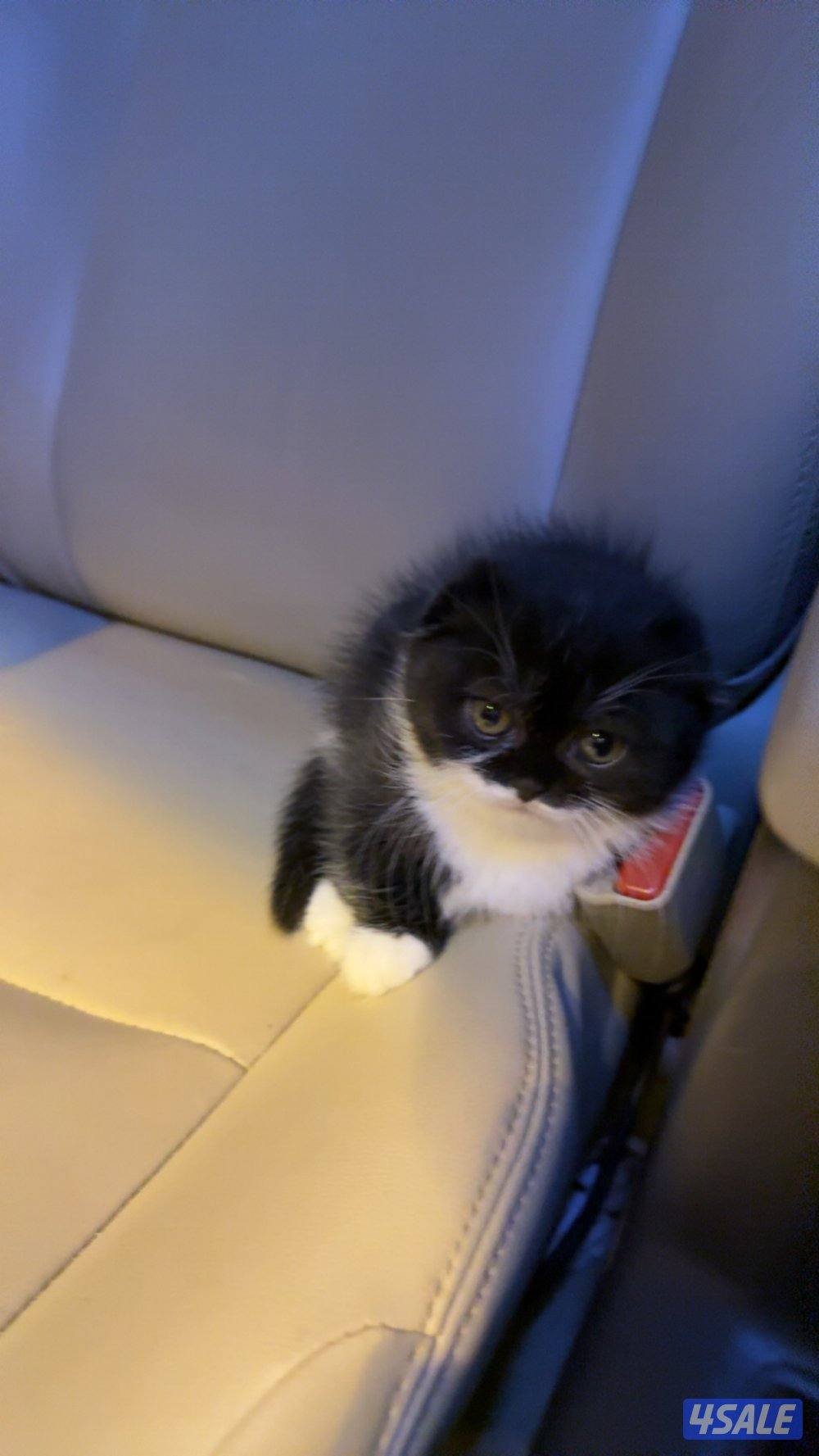 Missing cats. اللي انباعوا له او شافهم خيدش علي6