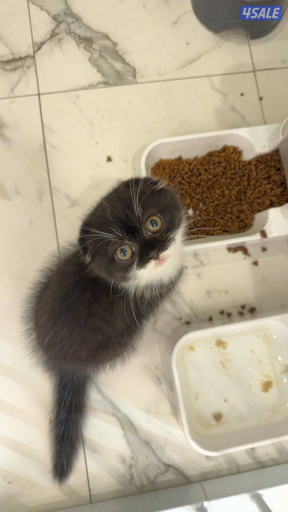 Missing cats. اللي انباعوا له او شافهم خيدش علي7