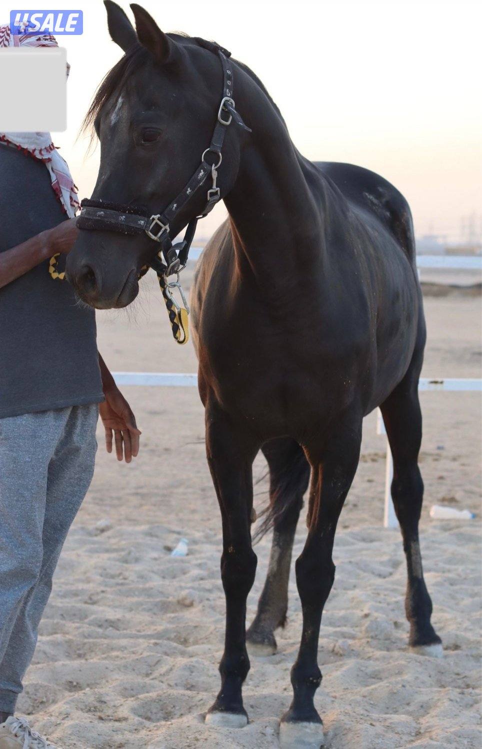 ◾️الدهماء◾️1