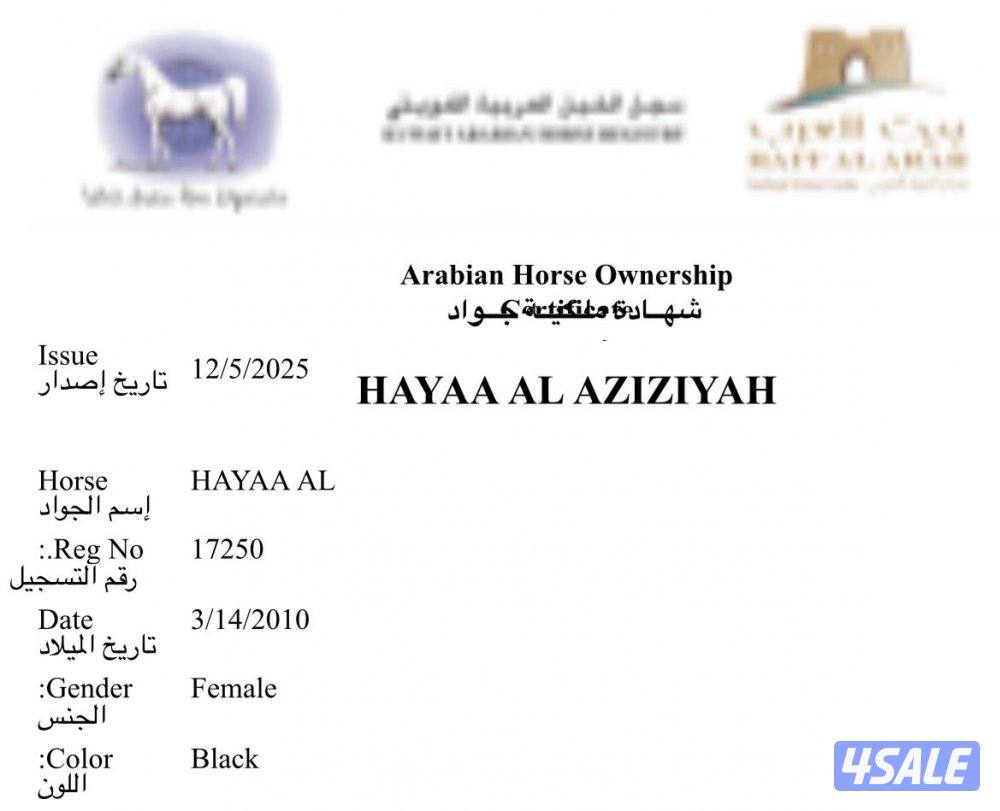 ◾️الدهماء◾️3