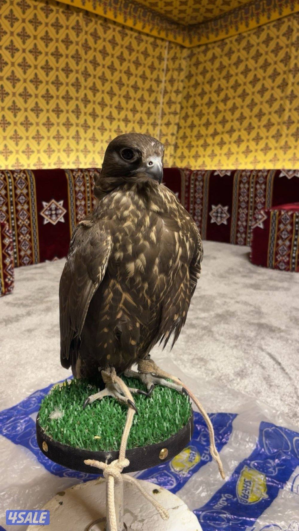 للبيع جير حر فرخ 16 ب16ونص يجي الملواح ويعر الكروان وخالي من العذاريب1