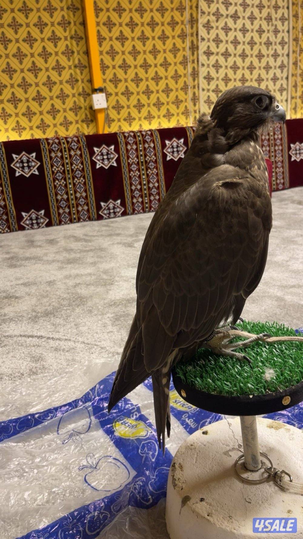 للبيع جير حر فرخ 16 ب16ونص يجي الملواح ويعر الكروان وخالي من العذاريب2