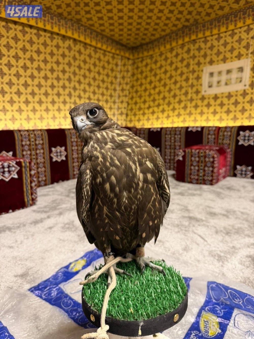 للبيع جير حر فرخ 16 ب16ونص يجي الملواح ويعر الكروان وخالي من العذاريب3