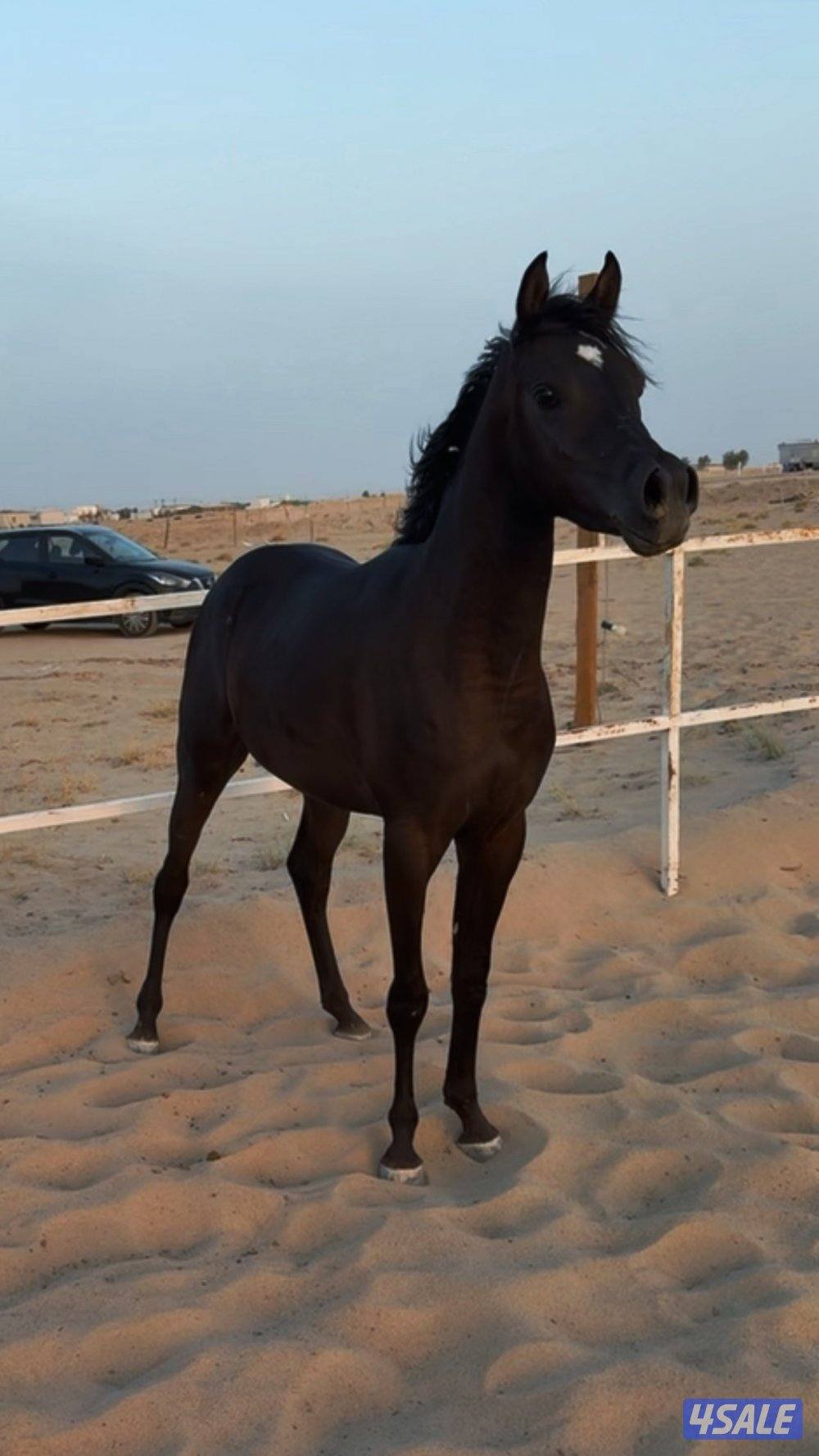 للبيع مهر ادهم فاخر0