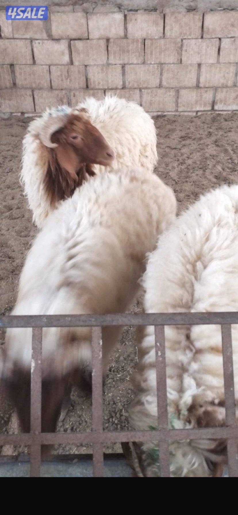 للبيع ذبايح شفالي0