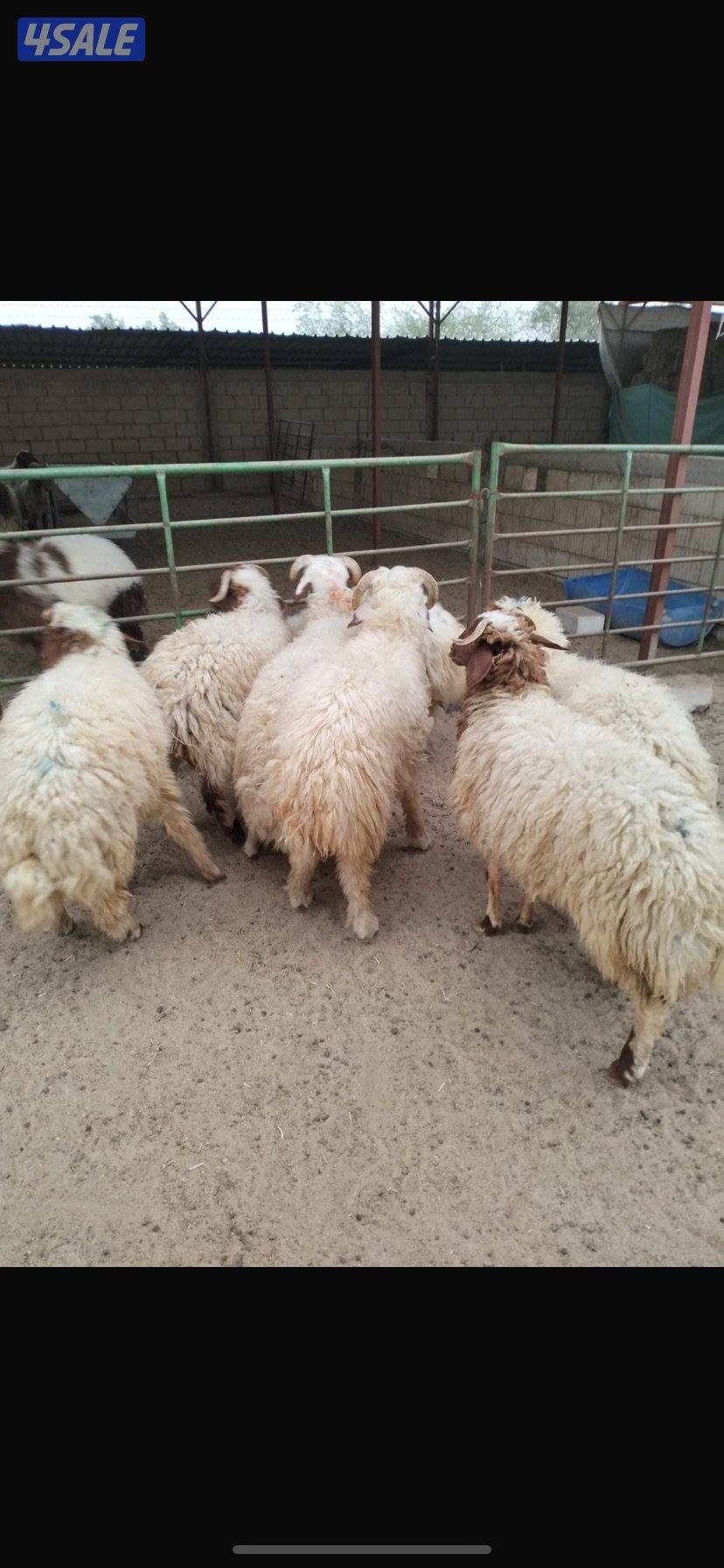 للبيع ذبايح شفالي1