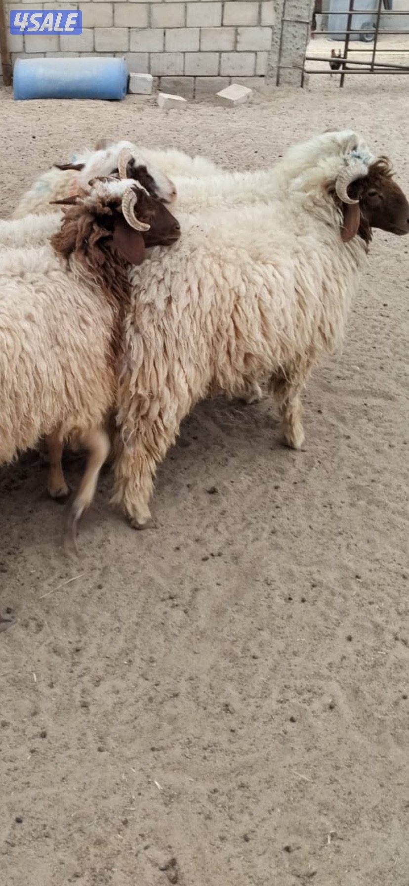 للبيع ذبايح شفالي2