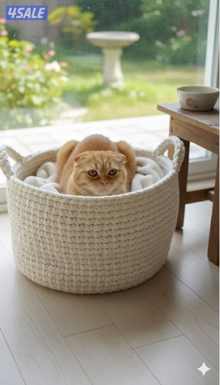 للتبني مجموعه قطط1