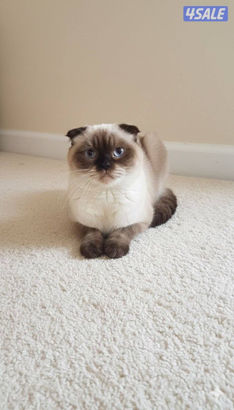 للتبني مجموعه قطط3