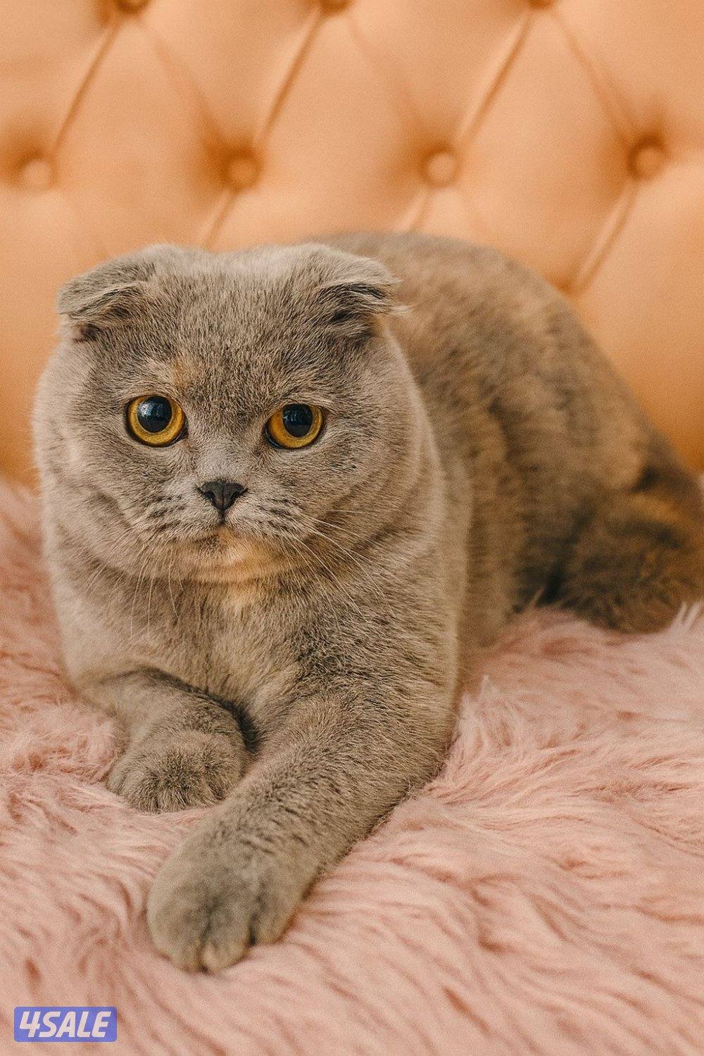 للتبني مجموعه قطط6