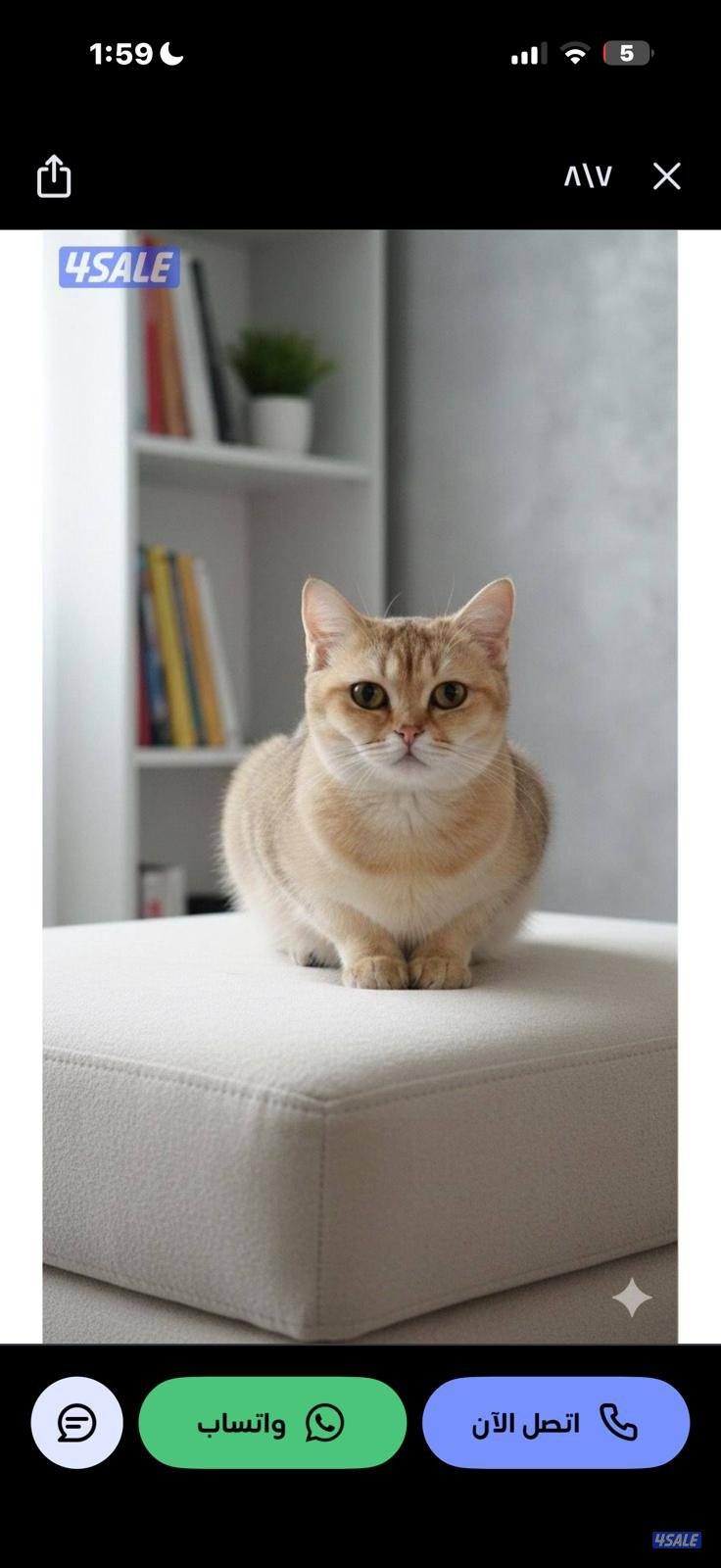 للتبني مجموعه قطط7