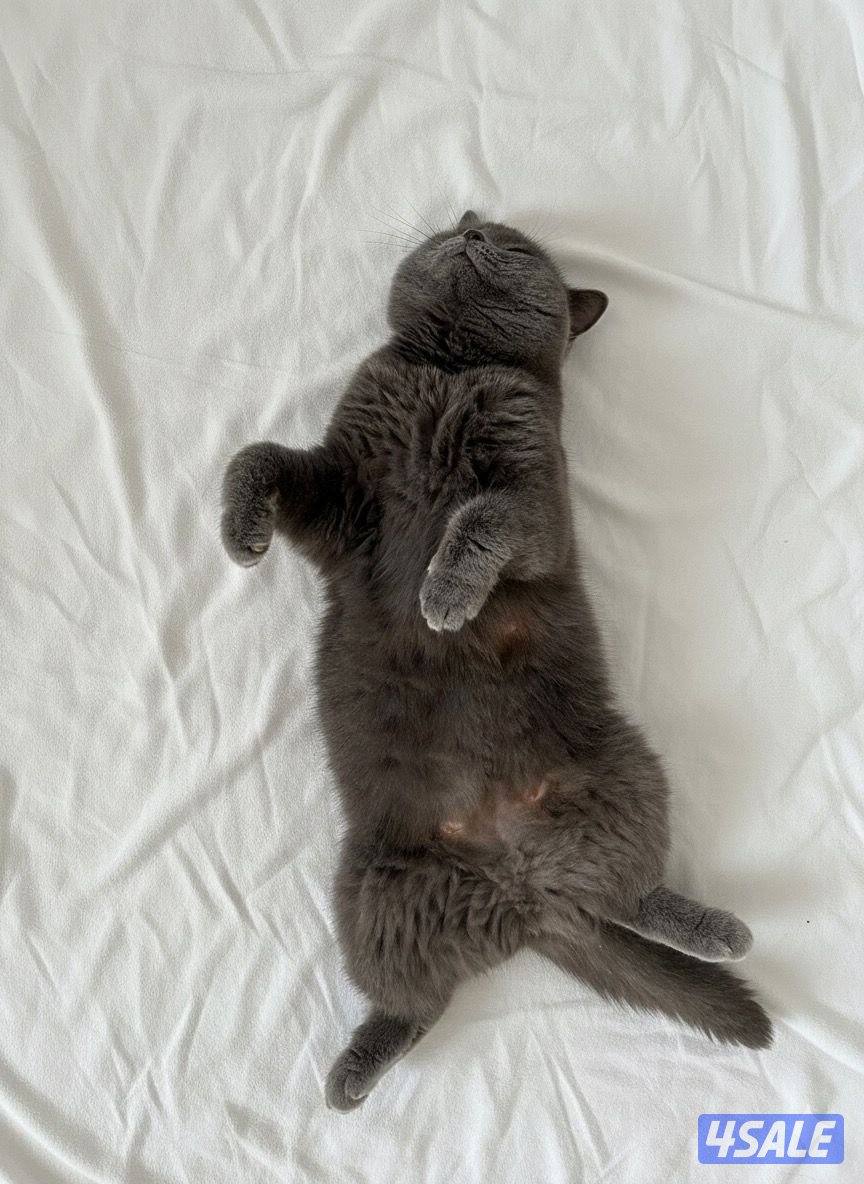 للتبني مجموعه قطط8