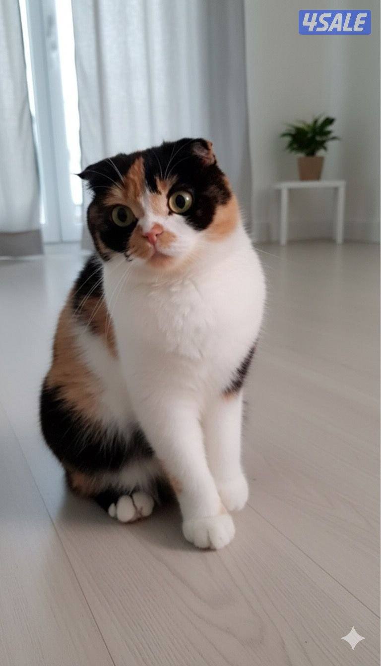 للتبني مجموعه قطط9